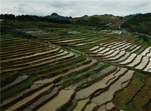 酉陽(yáng)龍甲梯田：繪出醉美的大地曲線(xiàn)