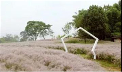 觀賞草在園林景觀中的運(yùn)用