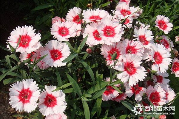 綠化應(yīng)用中，常用鑲邊植物都有哪些？