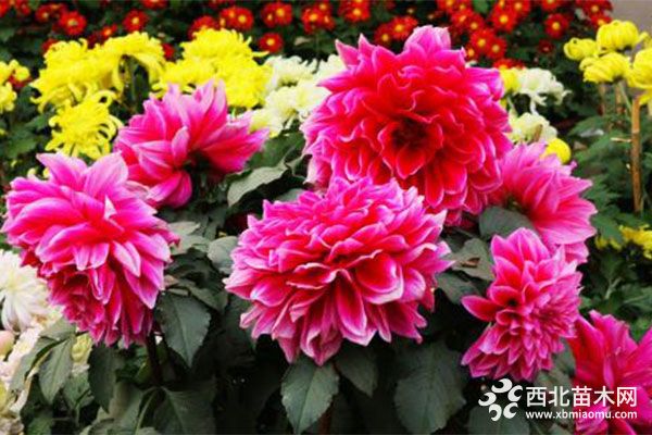 綠化應(yīng)用中，常用鑲邊植物都有哪些？