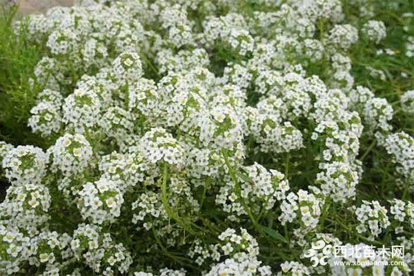 綠化應(yīng)用中，常用鑲邊植物都有哪些？