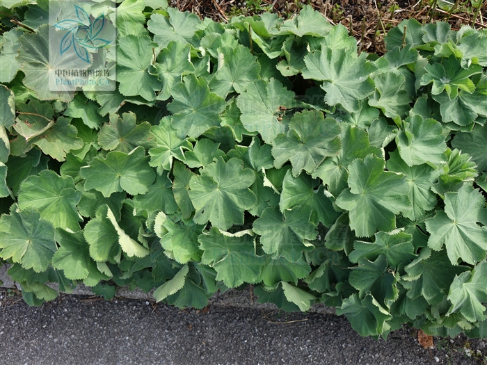 綠化應(yīng)用中，常用鑲邊植物都有哪些？