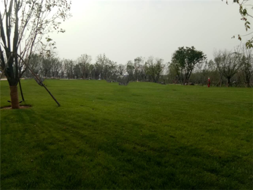 園冶杯專業獎：昌黎產業小鎮項目園林景觀