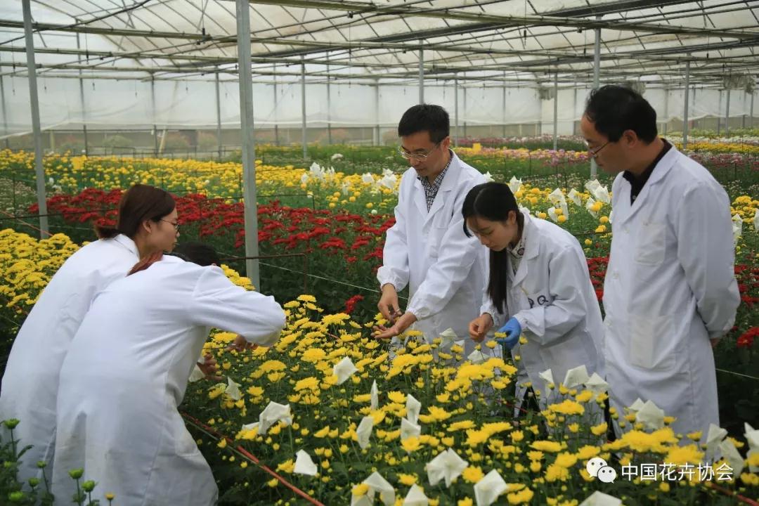 花卉界兩項成果獲2018年度國家科學(xué)技術(shù)獎