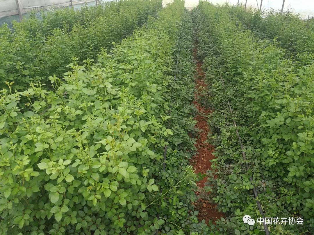 花卉界兩項成果獲2018年度國家科學(xué)技術(shù)獎