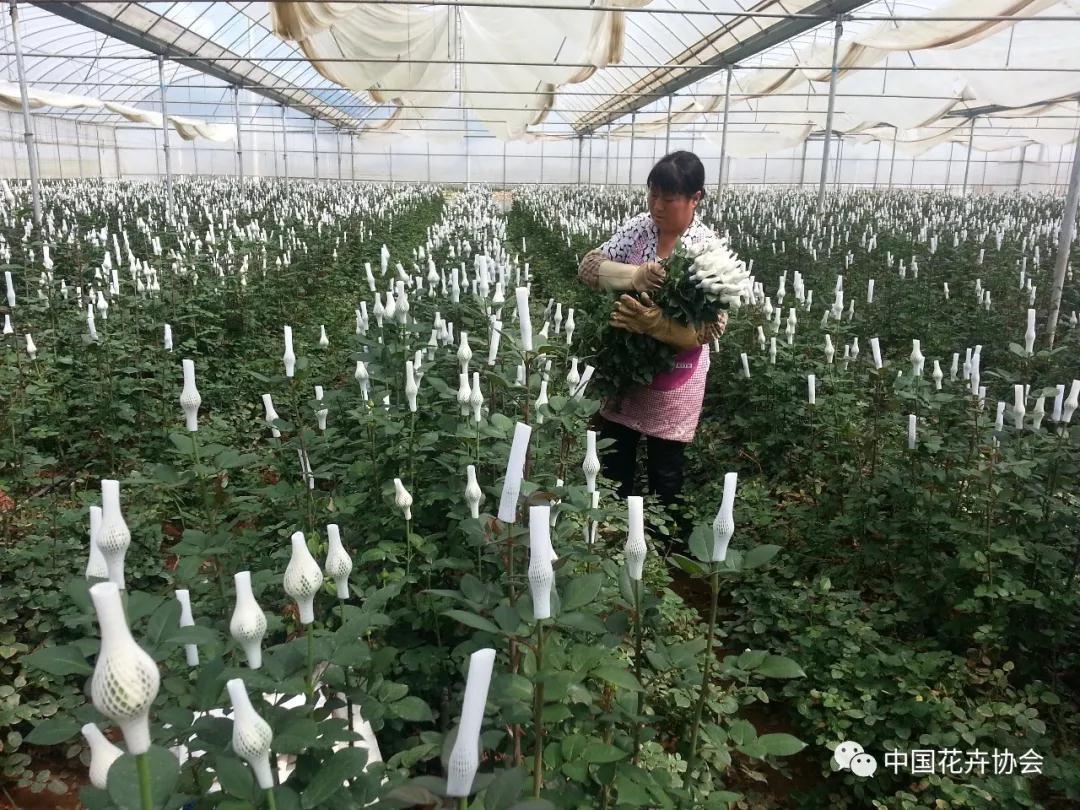 花卉界兩項成果獲2018年度國家科學(xué)技術(shù)獎