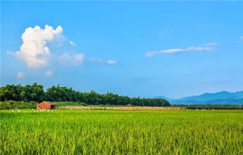 都市圈時(shí)代來了，鄉(xiāng)村振興的重大利好消息！
