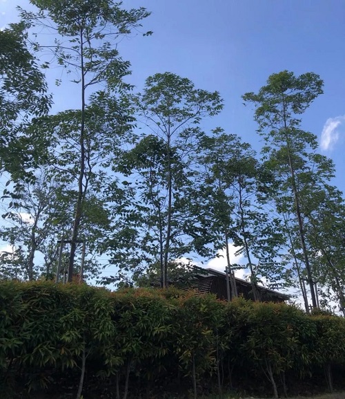 2019園冶杯專業(yè)獎(jiǎng)丨馬來(lái)西亞萬(wàn)撓 Fields Of Gold