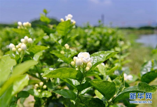 李樹(shù)華：園藝療法保持復(fù)工后身心健康