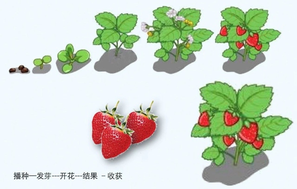 李樹(shù)華：園藝療法保持復(fù)工后身心健康