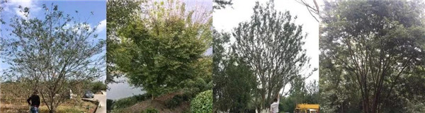 南昌金地金茂正榮悅風華示范區(qū)