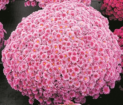 弘揚菊花文化 展現(xiàn)“京花”魅力