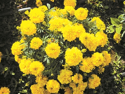 弘揚菊花文化 展現(xiàn)“京花”魅力