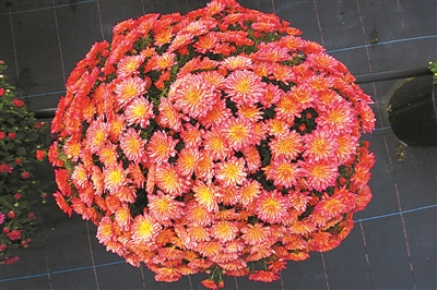 弘揚菊花文化 展現(xiàn)“京花”魅力