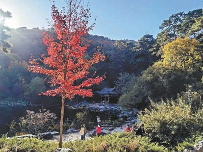 12年來(lái)持續(xù)增彩延綠 新優(yōu)樹(shù)種搶鏡京城秋日
