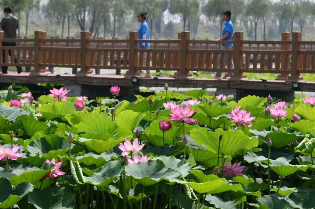 媒體批沿黃河地區“一縣一濕地、一縣一公園”做法