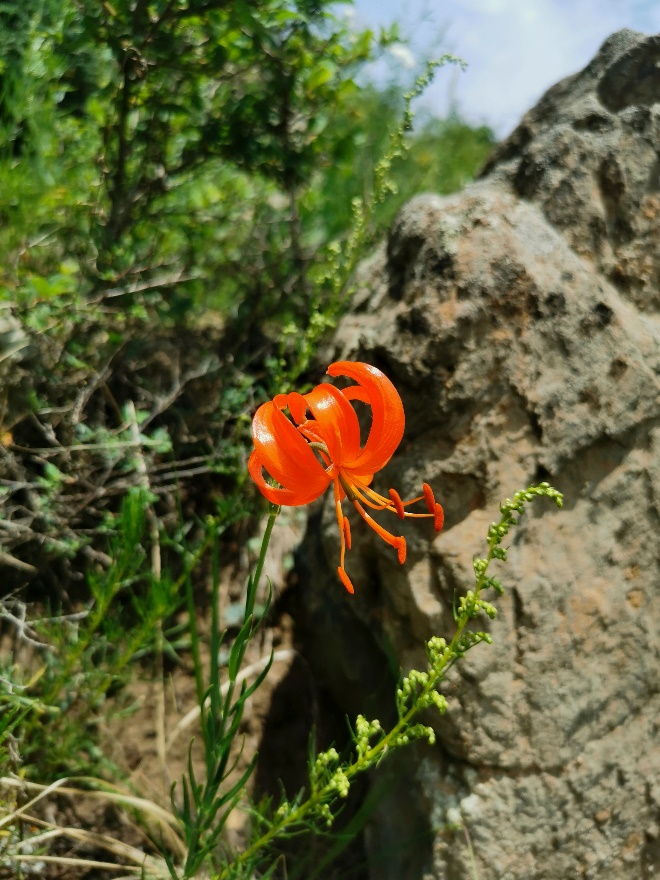 園冶杯一等獎(jiǎng)得主孫紹營(yíng)：研究“草原最美的花”