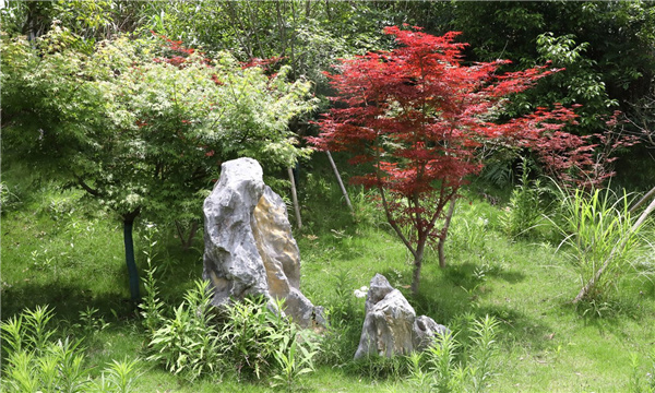 園冶杯參賽作品丨嘉魚縣濱江生態(tài)提升