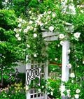 中國(guó)風(fēng)景園林網(wǎng)
