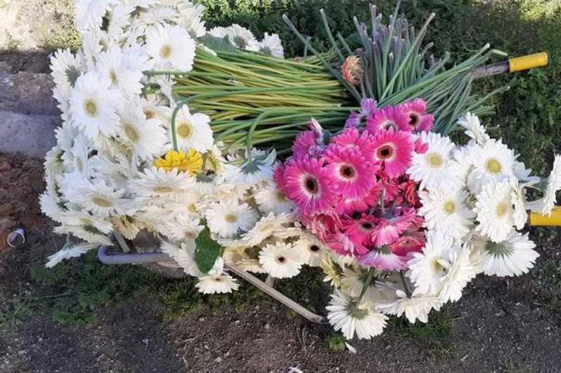大量花展取消，花卉業(yè)何去何從？
