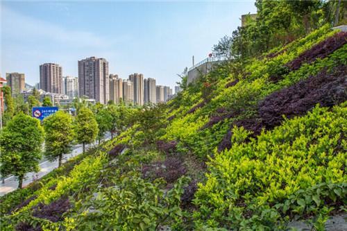 重慶建立立體綠化制度 明確相關具體規定