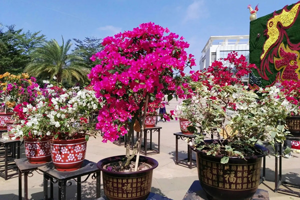 海南各地公園景區(qū)推出眾多“花”樣玩法